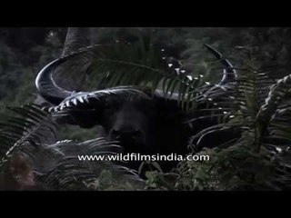Wild water buffalo (Bubalus arnee) : a massive, powerful animal