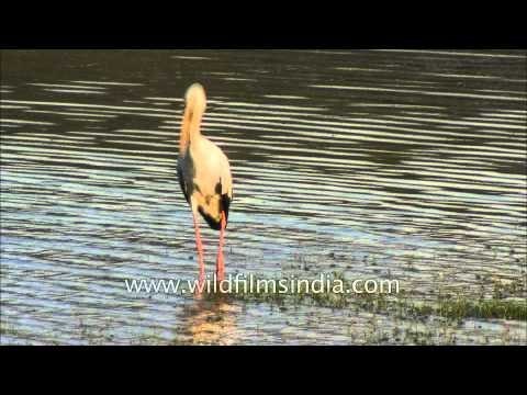 Asian Openbill Stork and Black Winged Stilt at Satpura National Park