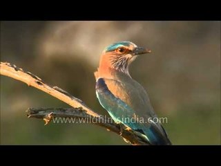 Indian Roller or Blue jay(Coracias benghalensis) in Madhya Pradesh