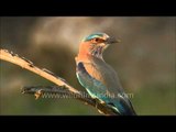 Indian Roller or Blue jay(Coracias benghalensis) in Madhya Pradesh