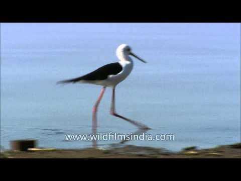Black-winged Stilt at Satpura National Park