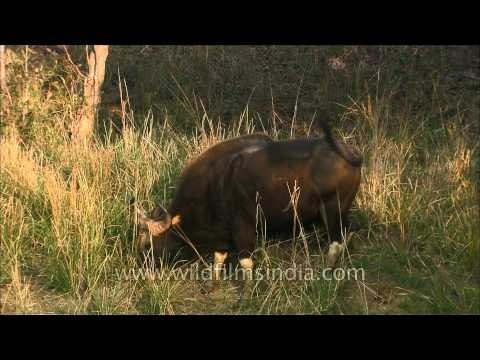 Indian Bison or Gaur: The largest species of wild cattles