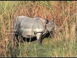 Indian rhino amongst tall grass in Kaziranga National Park