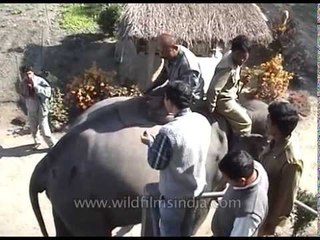 Veterinarians treating injured elephant with injection and anaesthesia