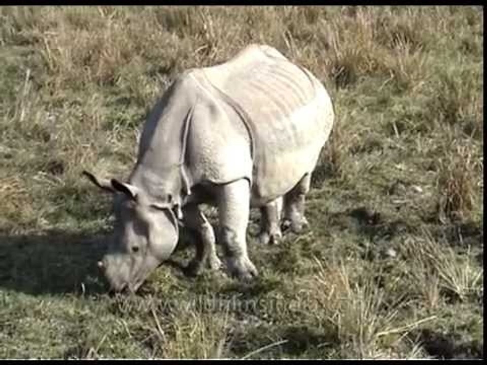 Lone Indian rhino foraging amongst grassland in Assam's Kaziranga National Park