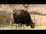 Gaur : The robust Indian bovine