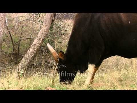 Gaur, the largest species of wild cattle