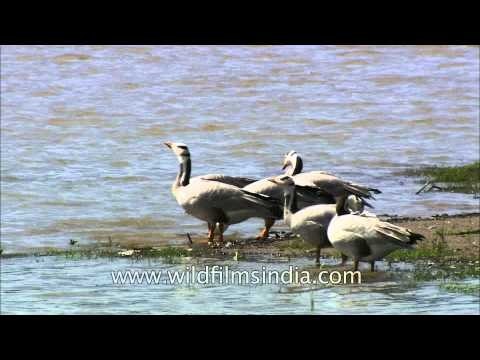 Bar-headed geese gather at a central Indian wetland