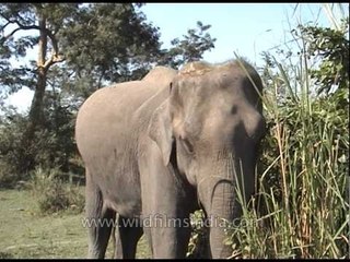 Body close-ups of an adult Indian elephant