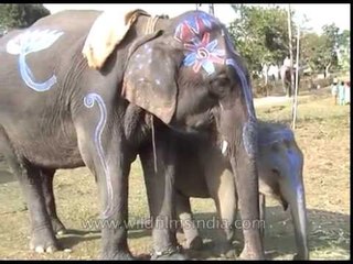 Painted Indian elephant with baby