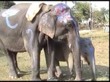 Painted Indian elephant with baby