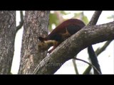 Giant Malabar squirrel seen in Satpura National Park