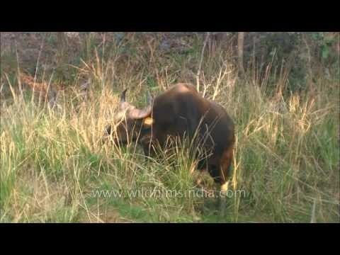 Massive hulking Gaur or Indian Bison in central India