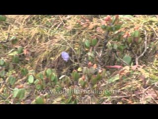 Aconitum or Deadly Belladonna flower in the Himalaya