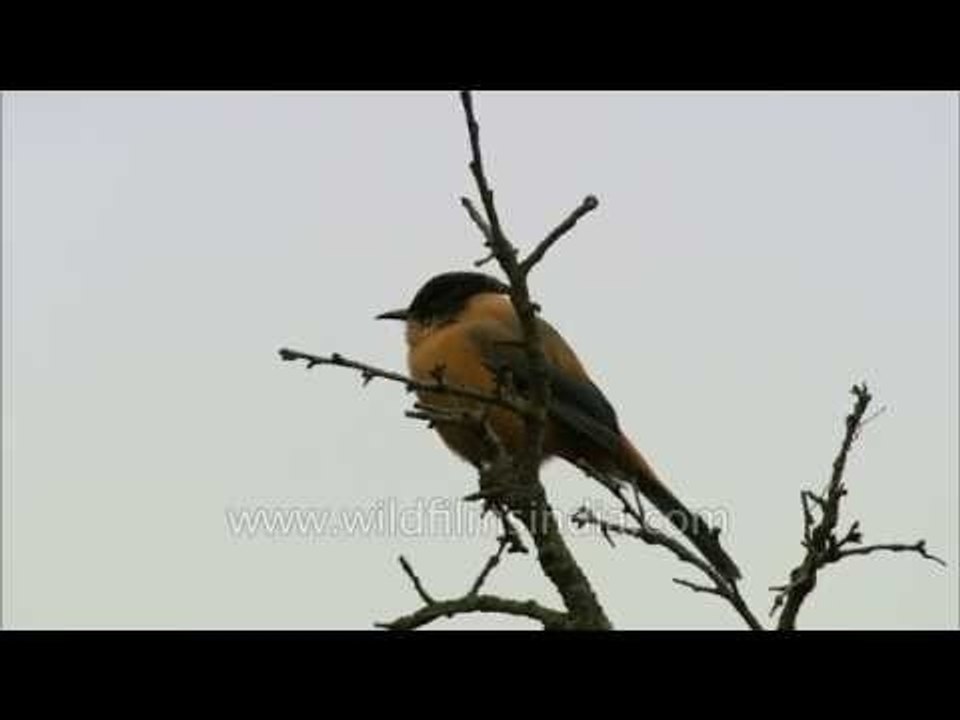 Black headed or Rufous Sibia in Uttarakhand Himalaya