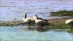 Bar-headed Geese on banks of Denwa River, Satpura National Park
