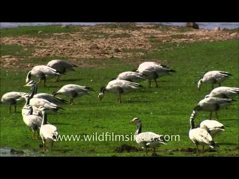 Bar-headed Geese feeding on green meadow at Satpura National Park