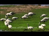 Bar-headed Geese feeding on green meadow at Satpura National Park