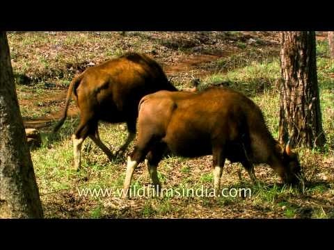Herd of Gaur or Indian Bison grazing at Satpura