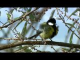 Green backed Tit in Landour