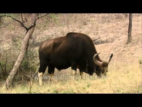 Indian Bison : one of the tallest species of wild cattle