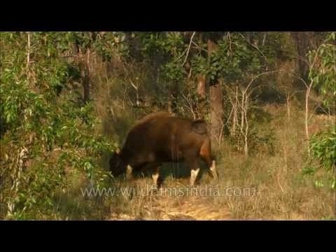 Gaur or Indian Bison at Satpura National Park