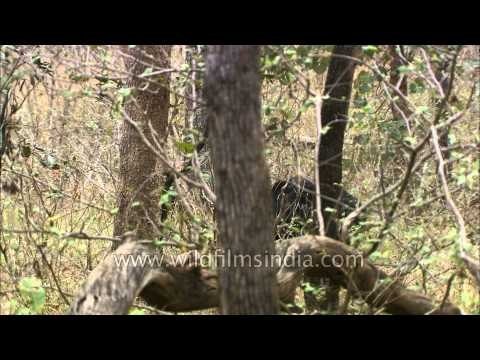 Indian sloth bear at Satpura National Park