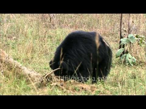 Sloth bear roaming inside Satpura National Park in central India