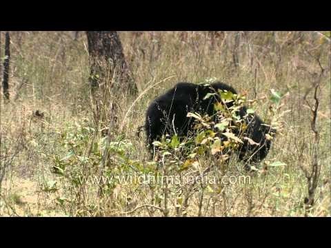 Sloth Bear - a nocturnal insectivorous species of bears