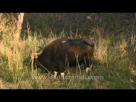 Indian Bison grazing in Satpura National Park