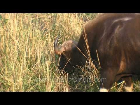 Indian Gaur grazing in a field, Satpura National Park