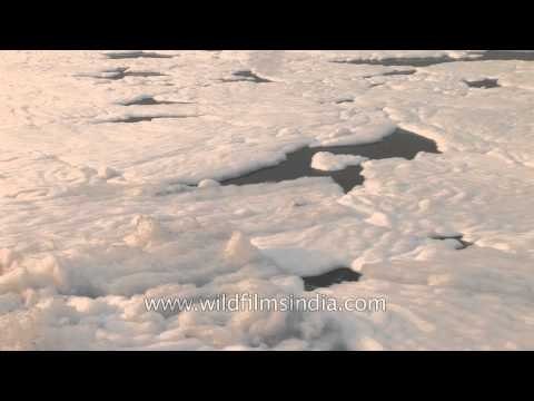 Polluted Yamuna river becomes a sea of white foam