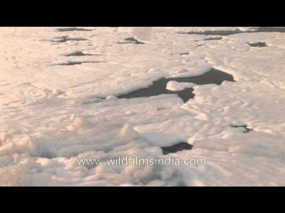 Polluted Yamuna river becomes a sea of white foam