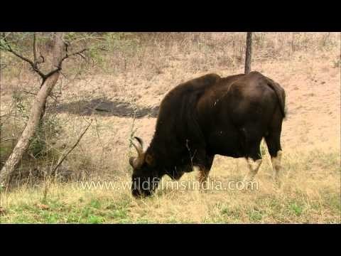 The largest species of wild cattle - Indian Bison (Gaur)