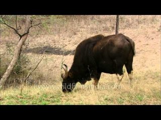 The largest species of wild cattle - Indian Bison (Gaur)