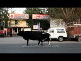 Cow and her calf view election proceedings outside Sarojini Nagar Police Station