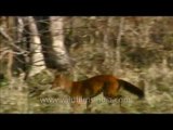 Indian wild dog (Dhole) in central India's Madhya Pradesh