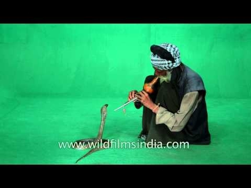 Snake charmer sits in a green screen studio