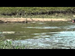 Watch the duck catching competition in Manipur