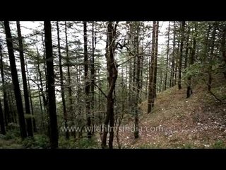 Landour city surrounded by Deodar forest