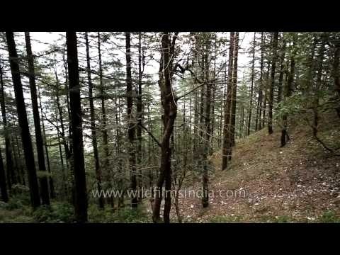 Landour city surrounded by Deodar forest