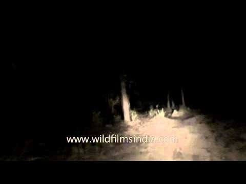 Night jeep safari to the Satpura National Park