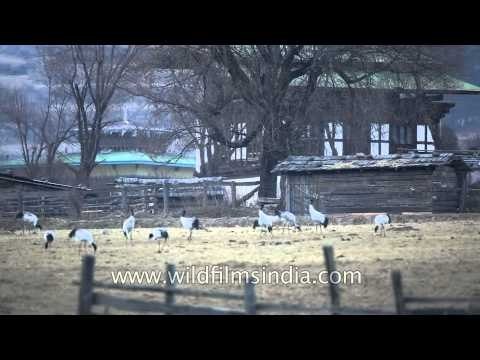 Aman Resort Gangtey seen behind the black necked cranes!