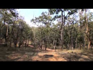 Satpura National Park - a drive - through