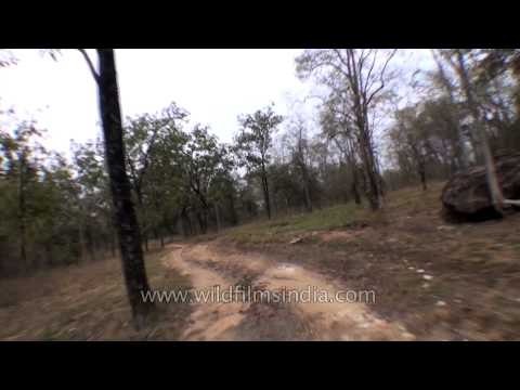 Safari drive through the wilderness of Satpura National Park