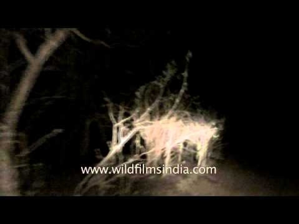 Safari trip to Satpura National Park