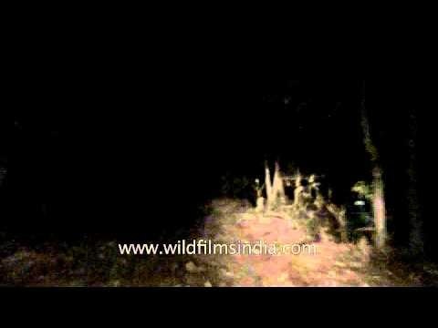 Entering the wilderness of Satpura National Park