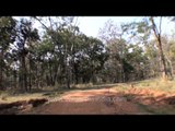 Safari to the Satpura National Park