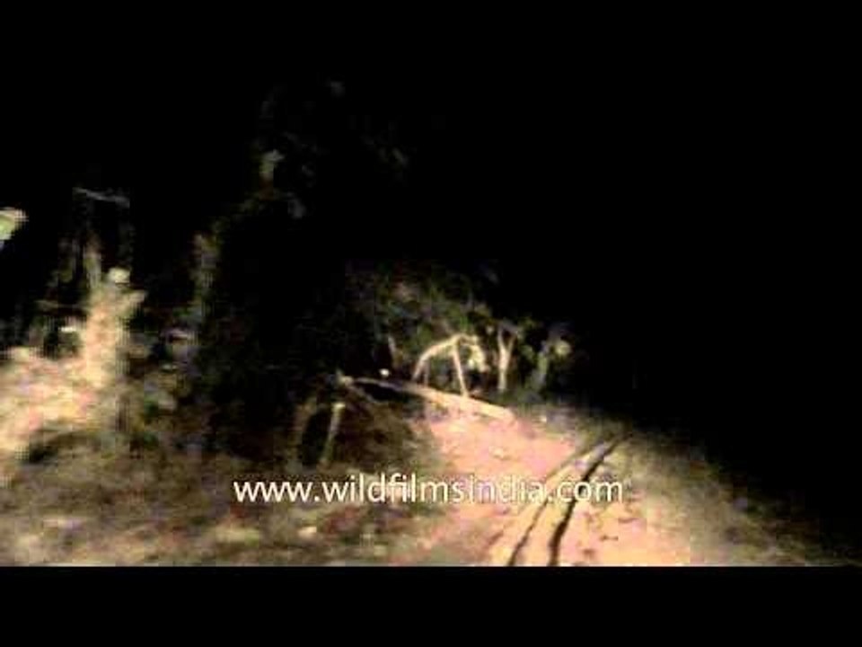 Wildlife night safari - Satpura National Park