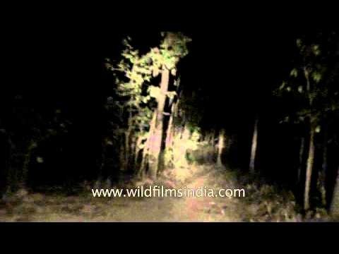 Night safari at the Satpura National Park